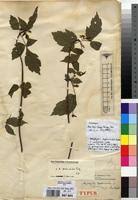 Image result for Allophylus ferrugineus