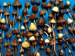 Grow kits may provide this faster depending on what you have access to. How Ecstasy And Psilocybin Are Shaking Up Psychiatry