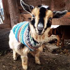 150 Animals In Sweaters Ideas Animals Cute Animals Pets