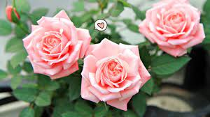 Posting terkait mawar adalah tanaman semak dari genus rosa sekaligus nama bunga yang dihasilkan tanaman ini. 6 Cara Merawat Bunga Mawar Agar Subur Dan Berbunga Indah Orami