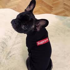 This is the largest collection of french bulldog clothes in the world! Supreme Dog Clothings Pet Supplies On Carousell