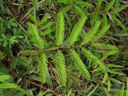 Image result for Mimosa pudica