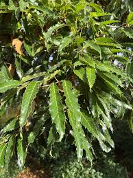 Image result for Quercus acutissima
