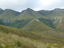 Image result for Phylica emirnensis