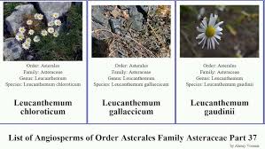 Image result for Launaea rarifolia