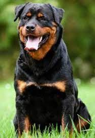 Rottweiler Tout Sur La Race De Chien Rottweiler Animal Shelter Dog Breeds Animal Shelters Near Me