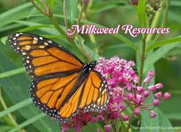 Find Milkweed Plants And Milkweed Seeds For Monarchs 25 Milkweed Seeds Milkweed Plant Monarch Butterfly Garden