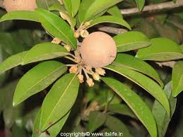 And fruit set may also relate to tree vigour (gonzalez and feliciano, 1953). Sapodilla Sapota Chiku Chikoo Tree Fruit Trees