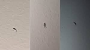 Fungus gnats are tiny flying insects ordinarily found inside, hovering around houseplants. Sydney Australia Tiny Grey Silver Insects A Couple Mm Long Active At Night And Can Jump A Few Cm Whatsthisbug