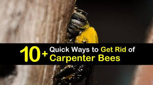 When faced with carpenter bees, it's best to know the enemy and how to eliminate it. 10 Quick Ways To Get Rid Of Carpenter Bees