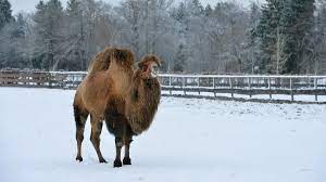 So he ate sticks and thorns and tamarisks and milkweed and prickles, most 'scruciating idle; Man Hospitalized In Northern Germany After Camel Bites Him In Face Al Arabiya English