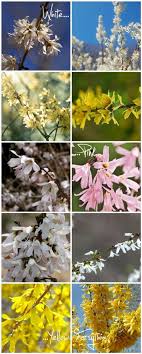 Pink Yellow And White Forsythia To Grow In Your Spring Garden 1 Abeliophyllum Distichum 2 White Forsythia 3 Kiss Me An Plants Flower Farmer Fall Plants