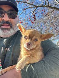 Lost basset hounds seen