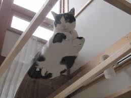 キャットウォーク完成しました 猫の家具 猫 家 猫 インテリア