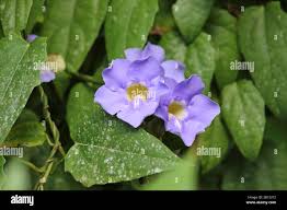 Image result for Thunbergia vogeliana