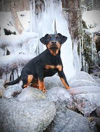 Bambi is the titular protagonist of disney's 1942 animated feature film of the same name. Hivlingens Leah Svea Working Dogs Terrier Dogs