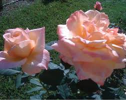 Plant database entry for rose (rosa 'tahitian sunset') with 55 images, 2 comments, and 38 data details. Finding Lower Maintenance Easy Tea Hybrid Tea Roses