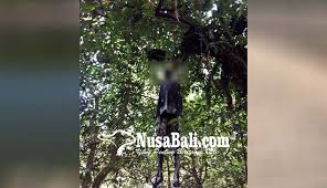 Pohon buah apel india ini sudah berbunga dan tinggal menunggu buahnya muncul. Nusabali Com Pemburu Temukan Mayat Menggantung Di Pohon