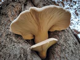 Image result for Pleurostylia capensis