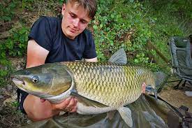How To Catch Grass Carp Ultimate Guide