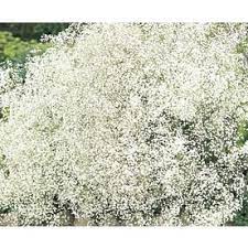 Shop 1 Quart Baby S Breath Lw04167 At Lowes Com Baby S Breath Plant Babys Breath Winter Plants