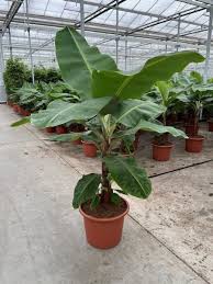 Image result for Musa Cavendish