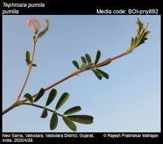 Image result for Tephrosia pumila