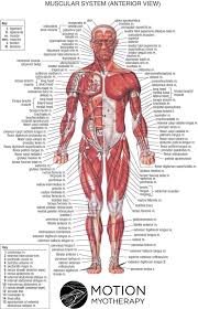 Sign In In 2020 Human Body Muscles Human Body Anatomy Human Anatomy And Physiology