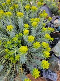 Image result for Euphorbia persistentifolia