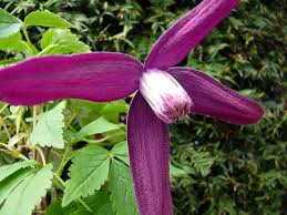 Clematis koreana sir edward elgar £15.00. Clematis Koreana Purple Rain