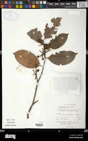 Image result for Cassipourea congoensis