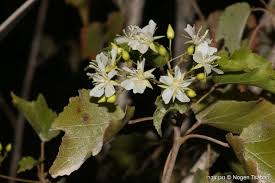 Image result for Dombeya kirkii