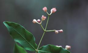 Image result for Syzygium komatiense