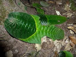 Image result for Streptocarpus sp.nov. aff. S. grandis