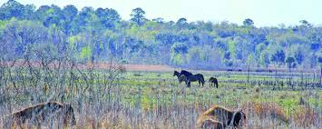 The groves for rent in port orange, fl on forrent.com: Outdoor Things To Do In Florida That Allow Social Distancing East Coast Current