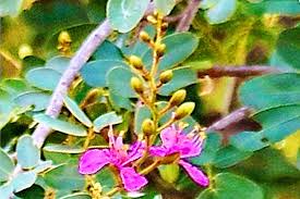 Image result for Baikiaea