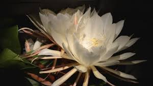 Cactus plants and good feng shui in bedrooms. Gardening Queens Of The Night And Their Extended Family