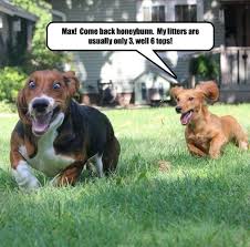 I Has A Hotdog Running Funny Dog Pictures Dog Memes Puppy Pictures Pictures Of Dogs Dog Pictures Funny Pictures Of Dogs Dog Memes Puppy Pictures Doge Cheezburger