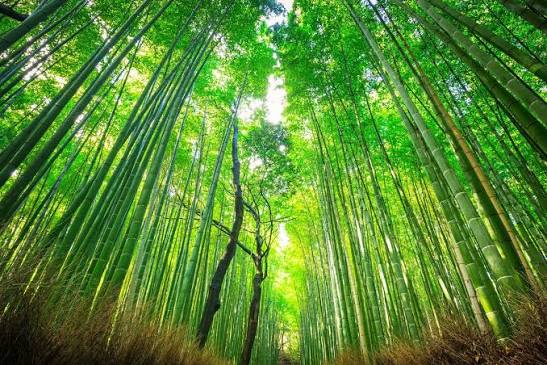 Arashiyama 