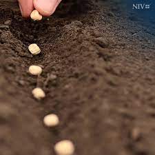 The Parable Of The Sower And The Seed Is Also A Parable About The Soil What Made One Soil More Responsive Than The Others Are Yo Parables Sower Types Of Soil