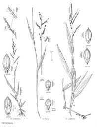 Image result for Urochloa deflexa
