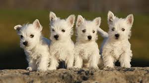 Give them plenty of opportunities throughout the day to stay cool. West Highland White Terrier Price Temperament Life Span