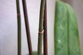 Image result for puklice na orchideích obrázek