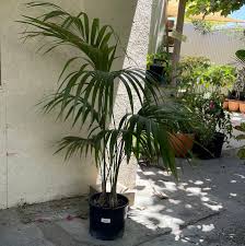 Image result for Howea forsteriana