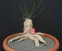 Image result for Kedrostis nana