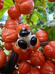 Epingle Par Abdellatif Marzak Sur Cerises Fruits Tropicaux Fruits Exotiques Fruits Et Legumes