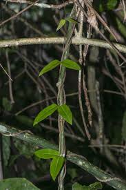 Image result for Apocynaceae subfamily Periplocoideae