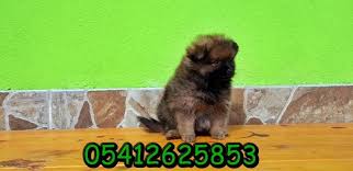 Bursa Kopek Ciftligi Pomeranian Yavrusu Boo Dog Kopek