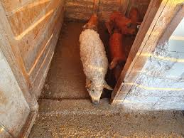Vand porci, purcei si porci de sacrificat rasa mangalita, in jud iasi, com tatarusi, mai multe detalii la tel. Porci De Carne Din Rasa Mangalita Startseite Facebook
