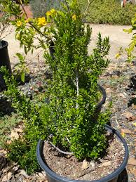 Image result for Myrtus communis